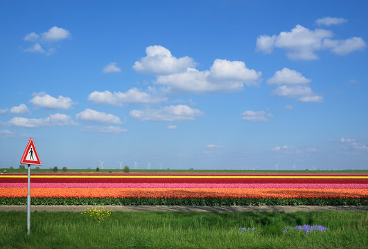 Colorful tulip field with a traffic sign in the Netherlands