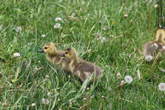 Canada goose goslings