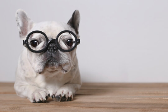 Portrait of French Bulldog wearing glasses