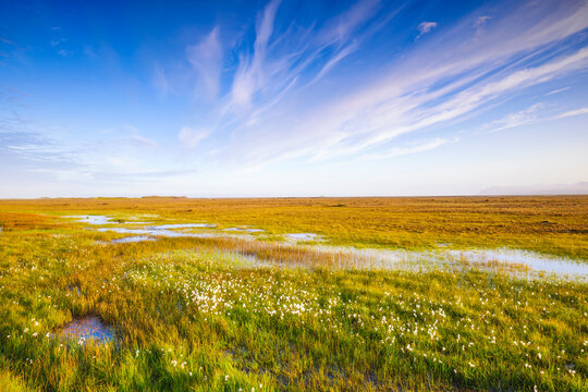 Summer marshland with Arctic cotton grass at Stokksnes Iceland