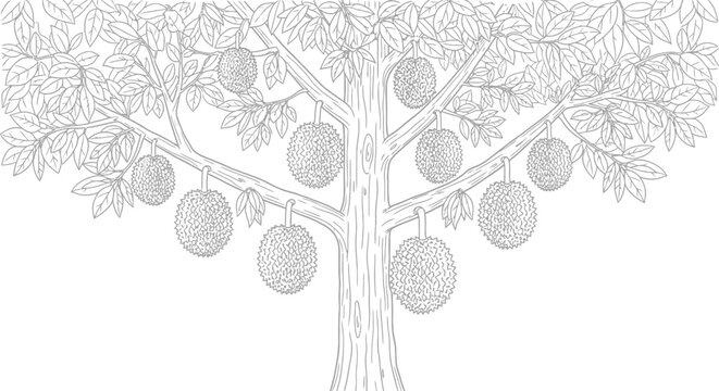 Hand-drawn line art sketch of a jackfruit tree with hanging tropical fruits