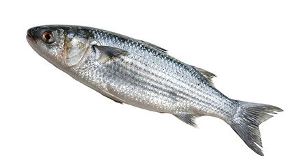 Naklejka premium Fresh raw silver fish isolated on a white background, healthy seafood ingredient for cooking and gourmet meals