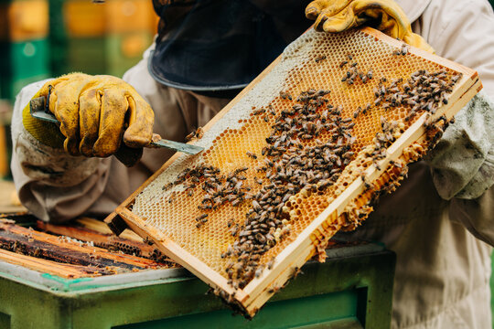 Beekeeper checking honeycomb frame with bees at the apiary