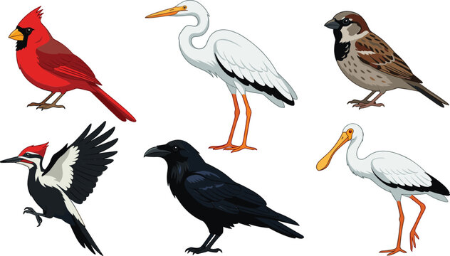 Diverse Bird Species Vector Illustration Set Featuring Cardinal Heron Sparrow Woodpecker Crow and Spoonbill for Wild Fauna Ornitology Graphic Designs