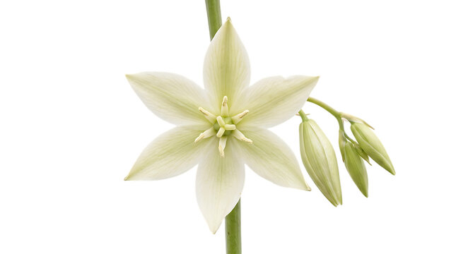 Yucca flower with buds isolated on transparent background