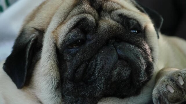Funny pug face close-up, sleepy dog slowly opening and closing its eyes. Cute domestic pet falling asleep in the sun.