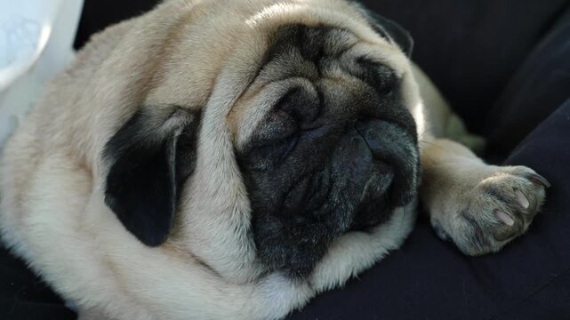 Close-up of a cute sleeping pug, funny domestic pet resting. Adorable dog sleeping in the sun with its head on its paw.