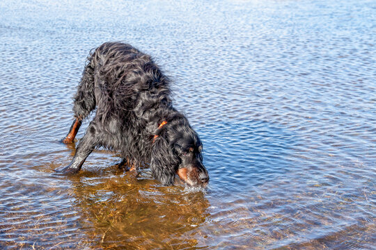 Action portrait of a wet black and tan Gordon Setter hunting dog drinking fresh water from a sunny lake or river. Commercial animal stock photography.