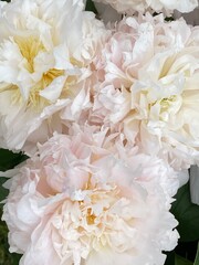 White peony flowers in bloom with lush petals, suitable for floral background or decoration © dvoevnore