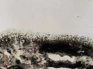 Mold growing on white wall with textured black and green pattern, suitable for texture background © dvoevnore