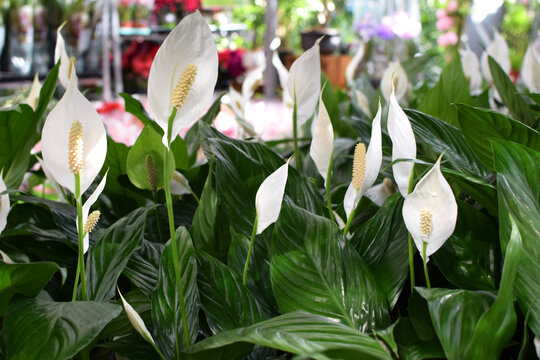 A flowering Spathiphyllum bush, or peace lily, at a plant store. A popular houseplant with white flowers.