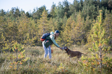 Fototapeta premium Woman pet owner on weekend leisure walk accompanied by active Vizsla dog in wild forest wetland, relaxed female backpacker picking fresh cranberries at wild bog and feeding beloved pet from hand