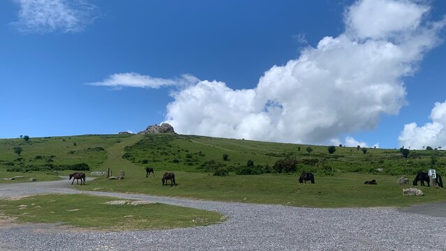 landscape with horse in Darthmoor