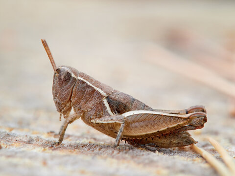 Macro details of a grasshopper. Common Maquis Grasshopper (Pezotettix giornae)