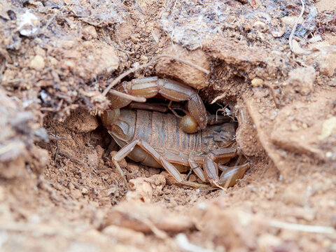 Scorpion of the genus Buthus hidden in an underground cave. Buthus is a genus of scorpion belonging and being eponymous to the family Buthidae. It is distributed widely across northern Africa.