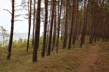 Fototapeta premium Forest path through pine trees on Baltic Sea coast with peaceful seaside woodland natural landscape
