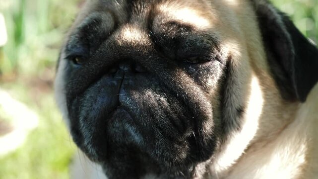 Close-up of a sleepy pug muzzle, slowly closing its eyes under the warm sun rays. Adorable purebred dog enjoying an outdoor rest on a summer day.