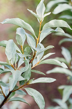 Silver berry (Elaeagnus commutata) ornamental shrub with silver leaves