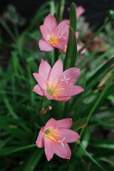 Fototapeta premium Beautiful pink rain lily flowers blooming beautifully