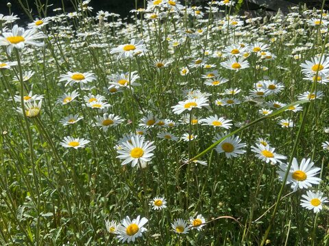 Beautiful meadow filled with blooming oxeye daisies (Leucanthemum vulgare) under summer sunshine. Natural wildflower field with white petals and yellow centres, ideal for countryside, pollinators, bio