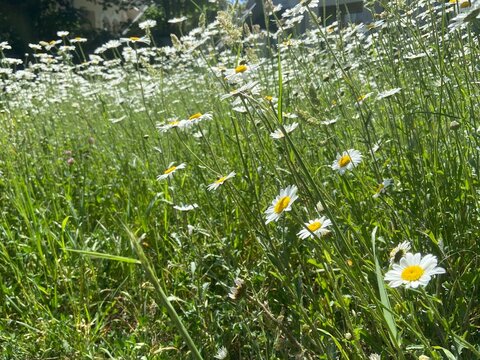 Beautiful meadow filled with blooming oxeye daisies (Leucanthemum vulgare) under summer sunshine. Natural wildflower field with white petals and yellow centres, ideal for countryside, pollinators, bio