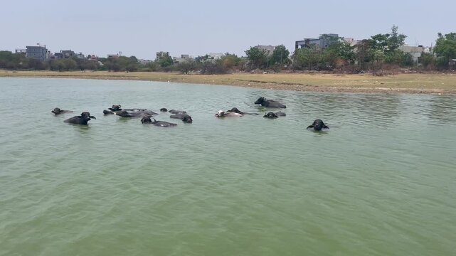 Herd of water buffaloes swimming and cooling off in a shallow pond with swimming