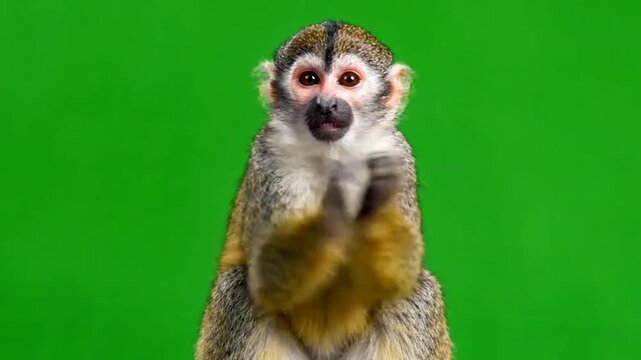 Funny monkey clapping hands as a meme animal, a monkey applause meme with a green screen background for a monkey