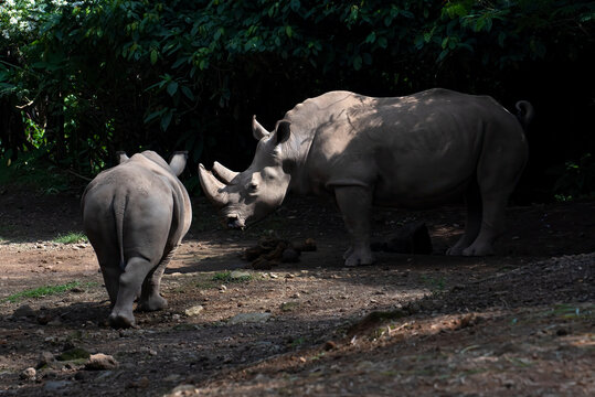 A white rhinoceros is with his calf in the forest