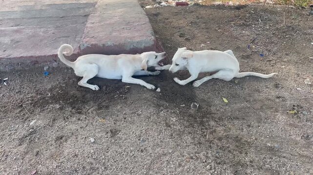 Two white stray dogs playing and wrestling on a dusty urban ground with behavior