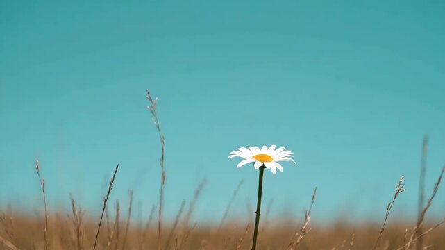 Single white daisy flower blooming in a dry field under a clear blue summer sky
