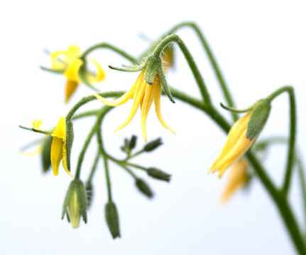 Close up of tomato flower blossom yellow petals