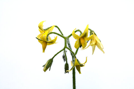 Close up of tomato flower blossom yellow petals