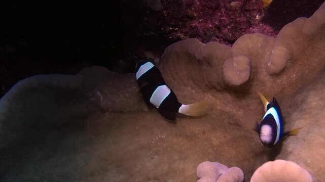 saddleback clownfish, Amphiprion polymnus