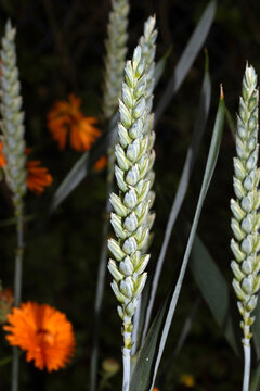 Close up of wheat grass cereal