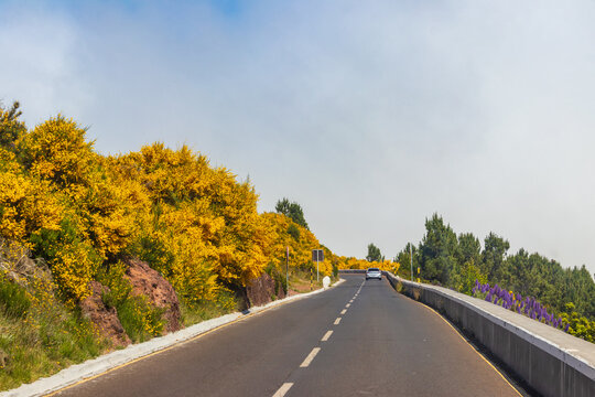Road leading among blooming lush common gorse (furze, whin) on Madeira island, Portugal