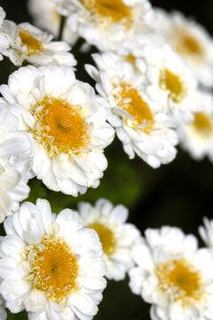 Close up of feverfew white daisy flowers in the wild wildflower