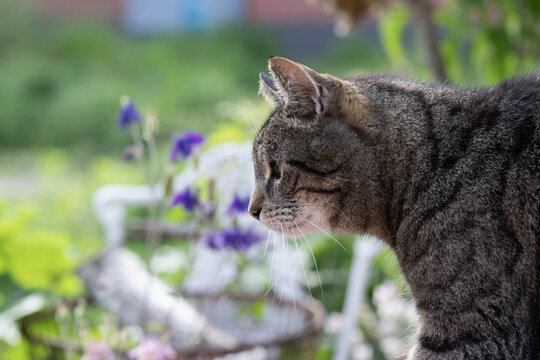 Getigerte Europ&auml;isch Kurzhaar Katze im bl&uuml;henden Garten