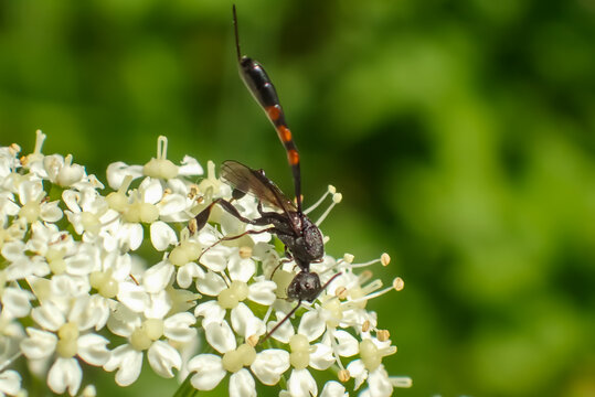 Macro close-up of an ichneumon wasp with a long ovipositor resting on white wildflowers. Beneficial parasitic insect in a natural meadow habitat with soft green background