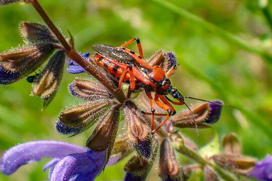 Macro close-up of a red and black assassin bug (Rhynocoris sp.) resting on purple sage flowers. Predatory true bug in its natural habitat with soft green background