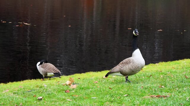 A Canada goose (Branta canadensis), characterized by its black head and neck, white cheek patches, and brown body.