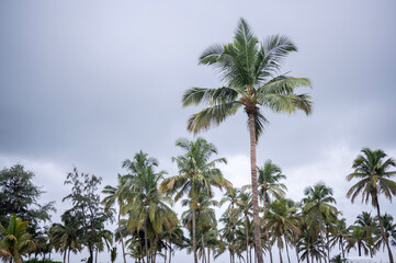 Fototapeta premium Close-up view of coconut palm trees against a grey and white monsoon sky, capturing the tropical atmosphere and seasonal weather of a coastal landscape.