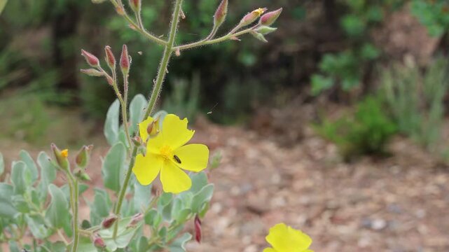 yellow spring flowers whith pollinator insect