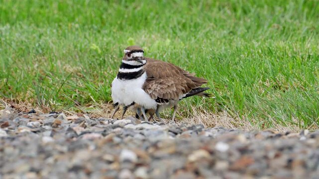 Baby Killdeer Chicks Running Out From Under Mother Bird