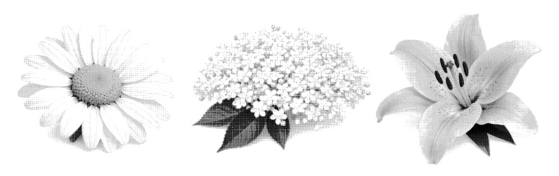 Grunge halftones of daisies, lilies, and elderberries on a retro-grained Y2K-style background. Vector vintage texture of shapes for a floral poster with a distressed effect and pixelated dithering