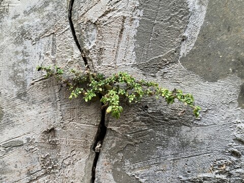 Small green plant growing from a crack in a concrete wall. A resilient small green weed.