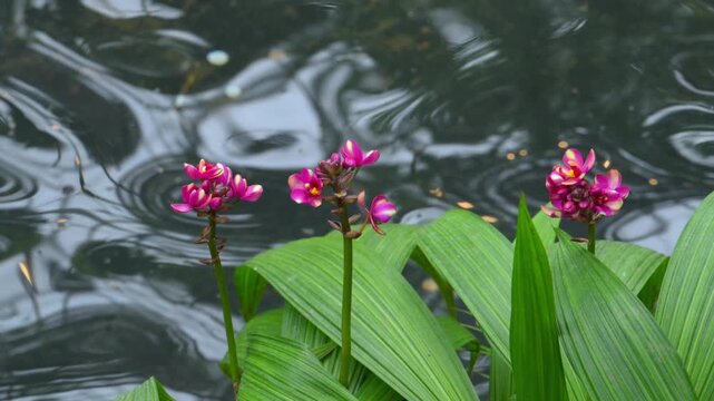 A Philippine ground orchids (Spathoglottis plicata), which are widely cultivated for their vibrant purple or pink blooms.