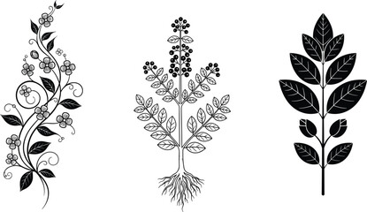 Black and white of three different plants with leaves and berries leaf berry botanical © ROHIMA