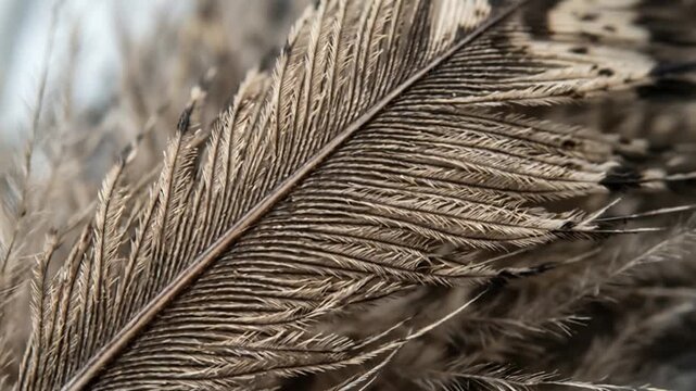 Close-up of dry brown feather with intricate patterns and fine textures capturing natural details