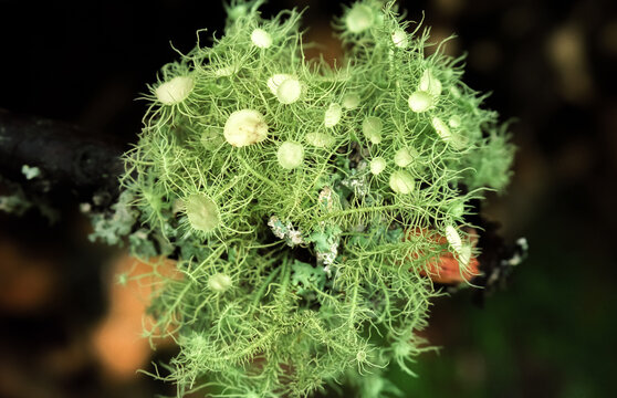 Macro close-up of beard lichen (Usnea sp.) growing on a tree branch. Sensitive to air pollution, this fruticose lichen is an important indicator of forest health and biodiversity