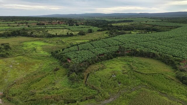 V&iacute;deo de drone mostrando o leito do Rio Utinga com &aacute;reas alagadas, cercado por vegeta&ccedil;&atilde;o de mata nativa preservada em contraste com uma vasta planta&ccedil;&atilde;o de banana, Chapada Diamantina, Bahia, Brasil.